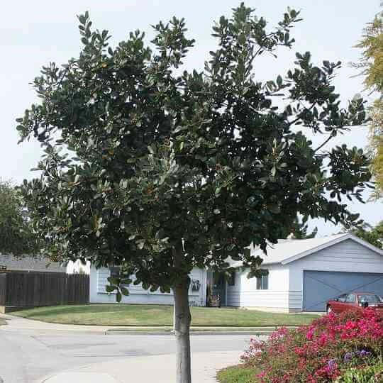 Saratoga Bay Laurel Tree (7912524480767)